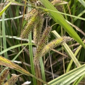 Carex fascicularis at Rendezvous Creek, ACT - 6 Apr 2023 01:06 PM