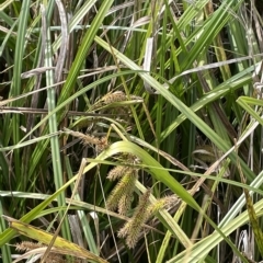 Carex fascicularis at Rendezvous Creek, ACT - 6 Apr 2023 01:06 PM