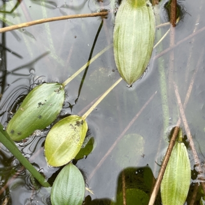 Potamogeton cheesemanii (Pondweed) at Rendezvous Creek, ACT - 6 Apr 2023 by JaneR