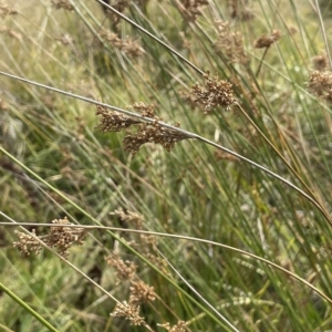 Juncus alexandri subsp. alexandri at Namadgi National Park - 6 Apr 2023 01:20 PM