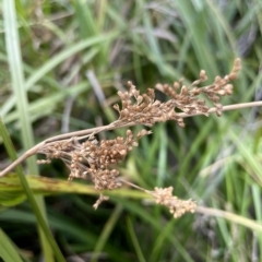 Juncus alexandri subsp. alexandri at Namadgi National Park - 6 Apr 2023 01:20 PM