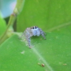 Opisthoncus sexmaculatus (Six-marked jumping spider) at Flynn, ACT - 3 Apr 2023 by Christine