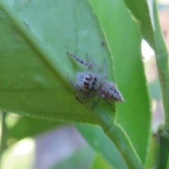 Opisthoncus sexmaculatus at Flynn, ACT - 4 Apr 2023