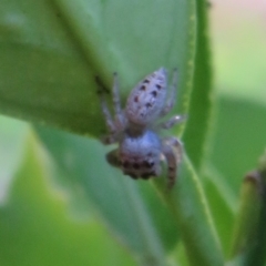 Opisthoncus sexmaculatus at Flynn, ACT - 4 Apr 2023