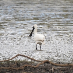 Platalea regia (Royal Spoonbill) at Splitters Creek, NSW - 29 Mar 2023 by GlossyGal