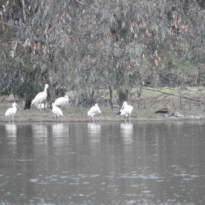 Platalea flavipes (Yellow-billed Spoonbill) at Splitters Creek, NSW - 29 Mar 2023 by GlossyGal