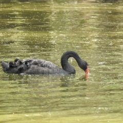 Cygnus atratus (Black Swan) at Splitters Creek, NSW - 29 Mar 2023 by GlossyGal