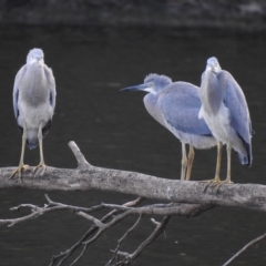 Egretta novaehollandiae (White-faced Heron) at Splitters Creek, NSW - 29 Mar 2023 by GlossyGal