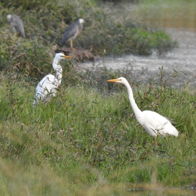 Ardea alba (Great Egret) at Splitters Creek, NSW - 29 Mar 2023 by GlossyGal