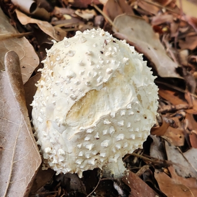 Unidentified Fungus at Verrierdale, QLD - 7 Apr 2023 by AaronClausen