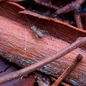 Eurepa marginipennis at Higgins, ACT - 7 Apr 2023