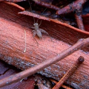 Eurepa marginipennis at Higgins, ACT - 7 Apr 2023