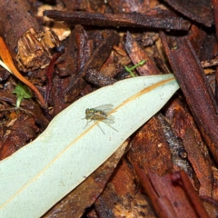 Dolichopodidae (family) (Unidentified Long-legged fly) at Higgins, ACT - 7 Apr 2023 by Trevor