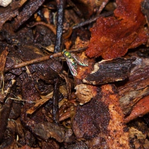 Dolichopodidae (family) at Higgins, ACT - 7 Apr 2023