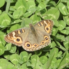 Junonia villida (Meadow Argus) at Burradoo, NSW - 5 Apr 2023 by GlossyGal