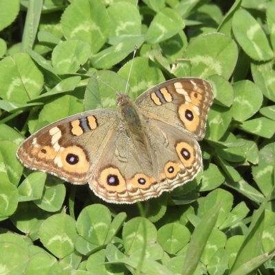 Junonia villida (Meadow Argus) at Burradoo, NSW - 5 Apr 2023 by GlossyGal