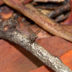 Helina sp. (genus) (Muscid fly) at Higgins, ACT - 7 Apr 2023 by Trevor