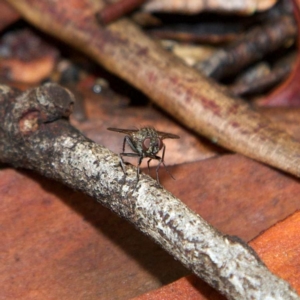 Helina sp. (genus) at Higgins, ACT - 7 Apr 2023