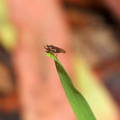 Stratiomyidae (family) (Soldier fly) at Higgins, ACT - 7 Apr 2023 by MichaelWenke