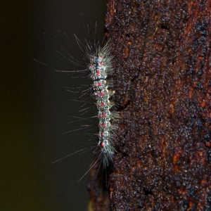 Anestia (genus) at Higgins, ACT - 7 Apr 2023