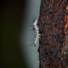 Anestia (genus) at Higgins, ACT - 7 Apr 2023