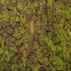 Ambigolimax nyctelia (Striped Field Slug) at Higgins Woodland - 7 Apr 2023 by Trevor