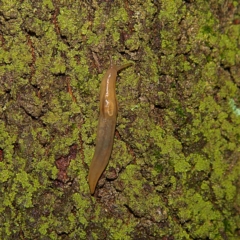 Ambigolimax nyctelia (Striped Field Slug) at Higgins, ACT - 7 Apr 2023 by Trevor