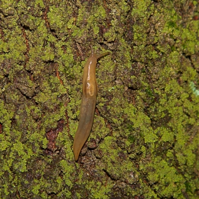 Ambigolimax nyctelia (Striped Field Slug) at Higgins Woodland - 7 Apr 2023 by Trevor