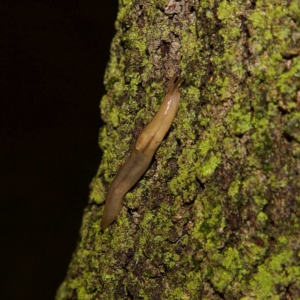 Ambigolimax sp. (valentius and waterstoni) at Higgins, ACT - 7 Apr 2023