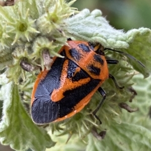 Agonoscelis rutila at Numeralla, NSW - suppressed