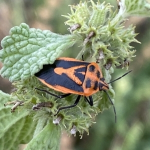 Agonoscelis rutila at Numeralla, NSW - suppressed