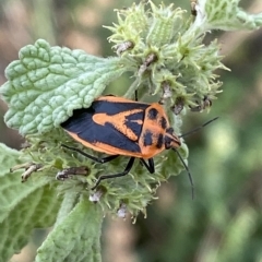 Agonoscelis rutila at Numeralla, NSW - suppressed