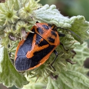 Agonoscelis rutila at Numeralla, NSW - suppressed