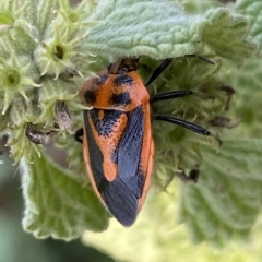 Agonoscelis rutila at Numeralla, NSW - suppressed