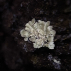 Lichen - crustose at Gungahlin Pond - 7 Apr 2023 by Hejor1