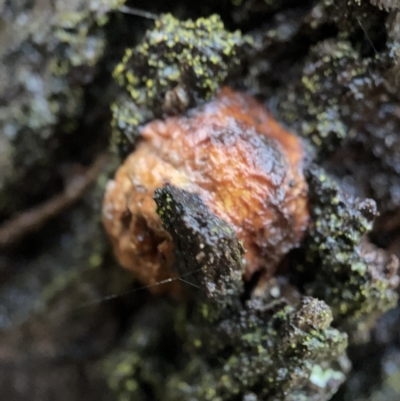 Hexagonia vesparia (Wasp Nest Polypore) at Nicholls, ACT - 7 Apr 2023 by Hejor1