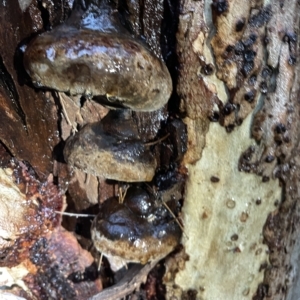 zz Polypore (shelf/hoof-like) at Nicholls, ACT - 7 Apr 2023 04:49 PM