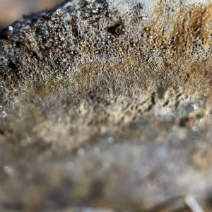 zz Polypore (shelf/hoof-like) at Nicholls, ACT - 7 Apr 2023