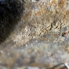 zz Polypore (shelf/hoof-like) at Nicholls, ACT - 7 Apr 2023