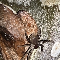 Sparassidae (family) at Nicholls, ACT - 7 Apr 2023 04:53 PM