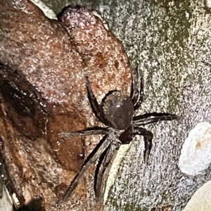 Sparassidae (family) at Nicholls, ACT - 7 Apr 2023