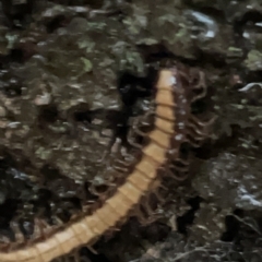 Paradoxosomatidae sp. (family) (Millipede) at Nicholls, ACT - 7 Apr 2023 by Hejor1