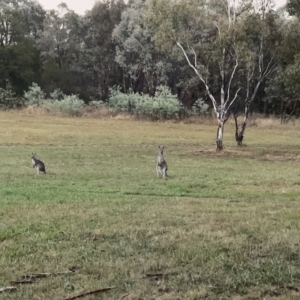 Macropus giganteus at Nicholls, ACT - 7 Apr 2023 05:34 PM