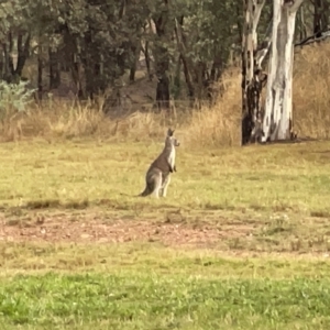 Macropus giganteus at Nicholls, ACT - 7 Apr 2023