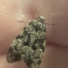 Nola tetralopha (A Nolid moth) at Casey, ACT - 7 Apr 2023 by Hejor1