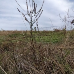 Lepidium africanum (Common Peppercress) at Wanniassa Hill - 5 Apr 2023 by KumikoCallaway