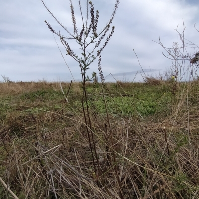 Lepidium africanum (Common Peppercress) at Wanniassa Hill - 5 Apr 2023 by KumikoCallaway
