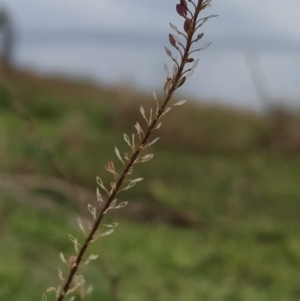 Lepidium africanum at Fadden, ACT - 6 Apr 2023