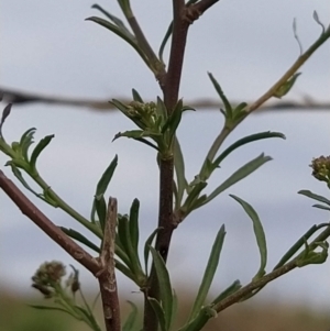 Lepidium africanum at Fadden, ACT - 6 Apr 2023