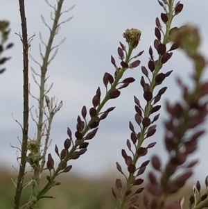 Lepidium africanum at Fadden, ACT - 6 Apr 2023